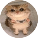 ChatGPT Cat