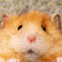 Chip The Wooly Mouse