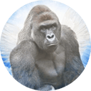 CTO Harambe