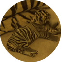 Disney Sumatran Tiger