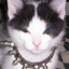 emo cat