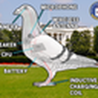 Government Pigeon