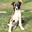 MAYDAY ANIMAL SHELTER