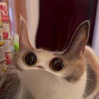 MEEP CAT