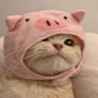 PigCatSol