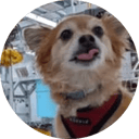 Qubit The Quantum Dog