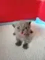 retard cat