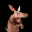 Aardvark