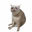 Cash Cat