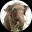 Raju the Elephant