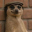 The Meerkat Meme