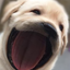 WOWO DOG